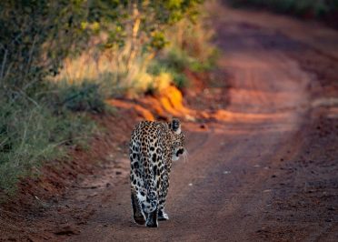 Parc national de Tarangire - Arusha