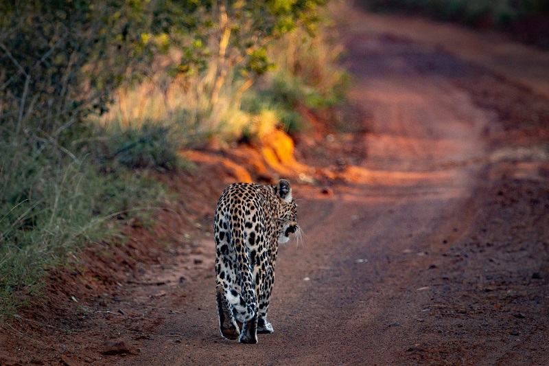 Parc national de Tarangire - Arusha