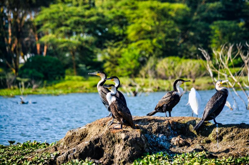 Lac Naivasha - Lac Nakuru - Lac Naivasha