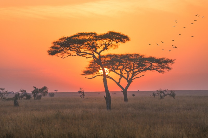 Karatu - Olduval - Parc national de Serengeti