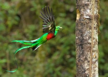 Monteverde - Jaco