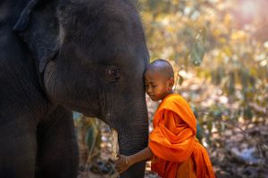 Thaïlande, royaume de l’éléphant : mémoire vivante et emblème sacré