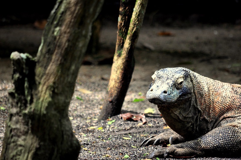 Labuan Bajo Journée en bateau dans l'archipel de Komodo