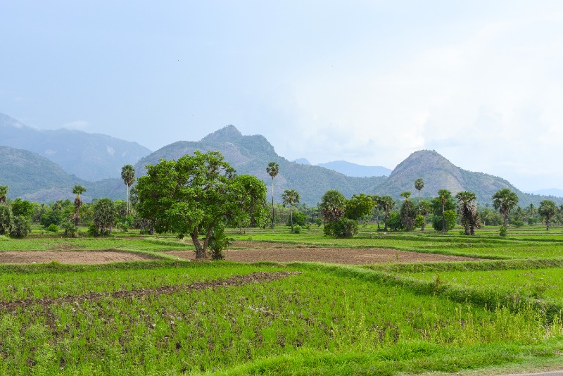 Palakkad