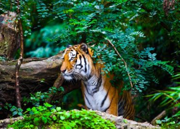 Bandipur