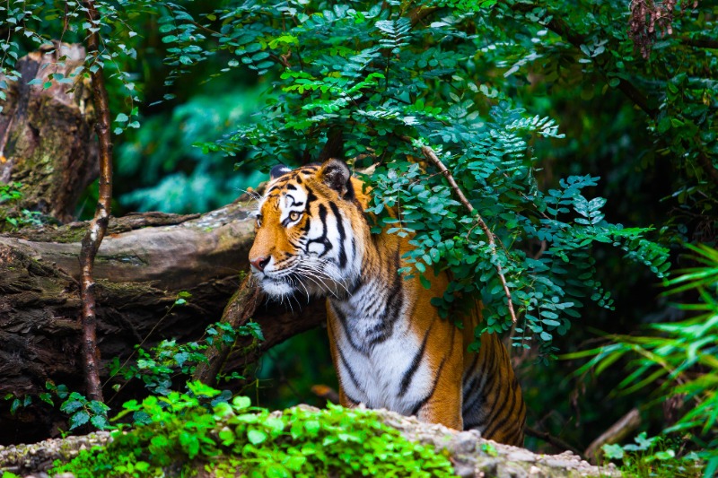 Bandipur
