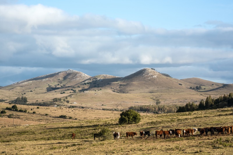 El Calafate  Buenos Aires (vol)