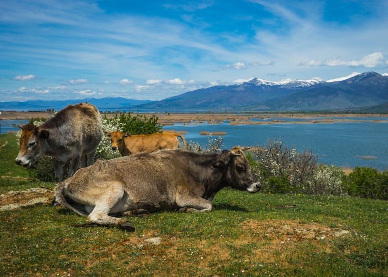 Kastoria - Parc national des Lacs de Prespa - Kastoria
