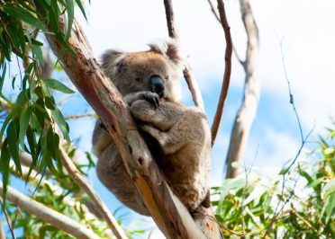 Kangaroo Island - Adélaïde