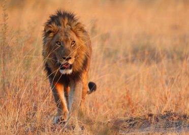 Nairobi - Réserve nationale du Masaï Mara