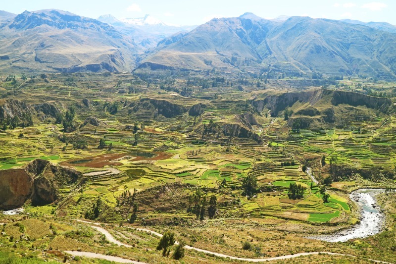 Canyon de Colca  Puno