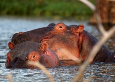Masai Mara - Lac Naivasha