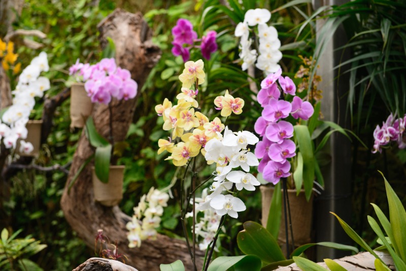 Chiang Mai  Village Hmong