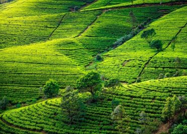 Kandy - Peradeniya - Nuwara Eliya