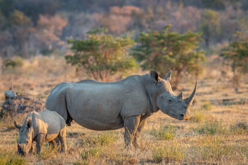 Entebbe  Ziwa Rhino Sanctuary