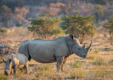 Entebbe - Ziwa Rhino Sanctuary