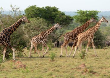 Parc National Murchison Falls