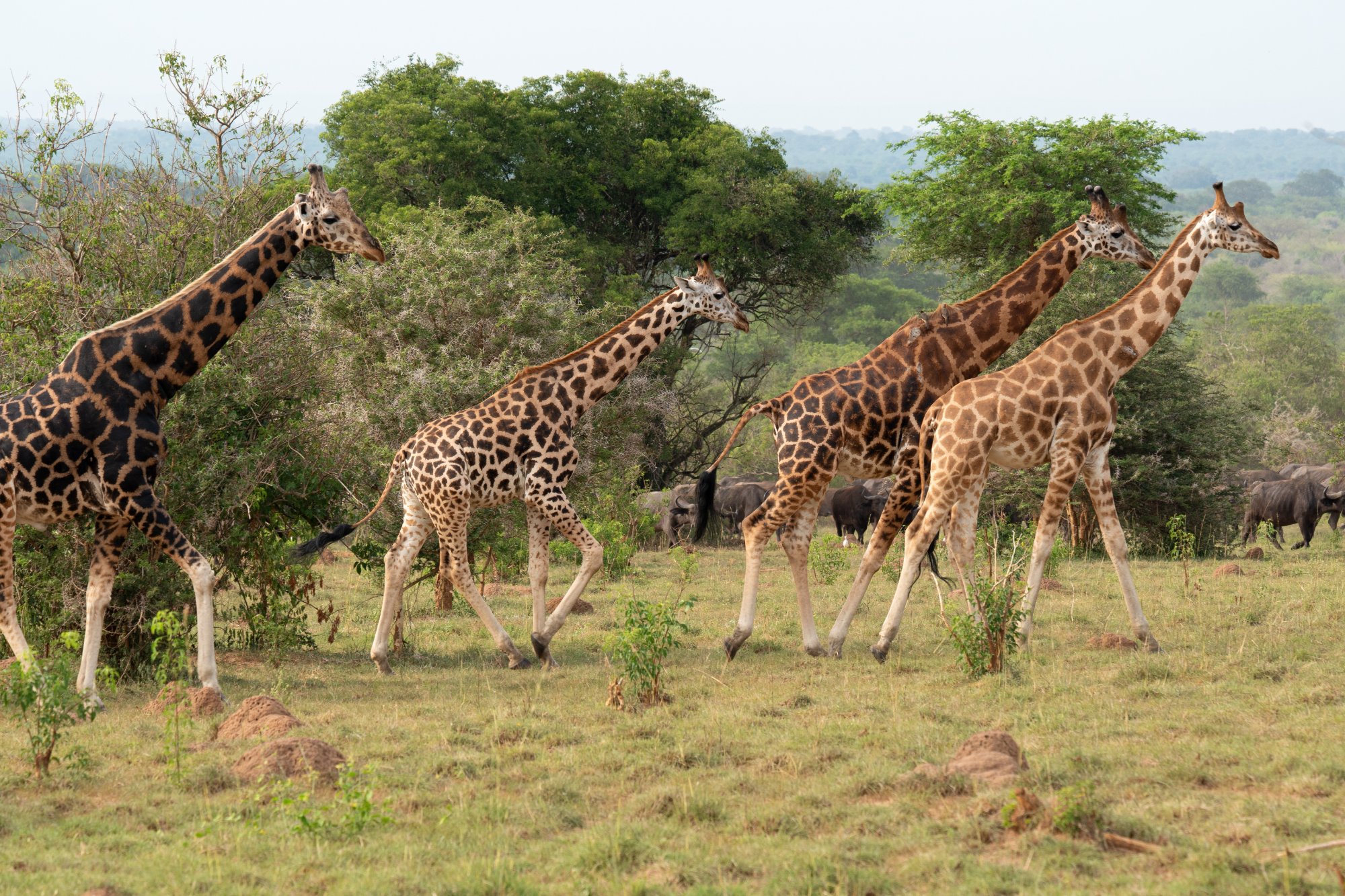 Parc National Murchison Falls