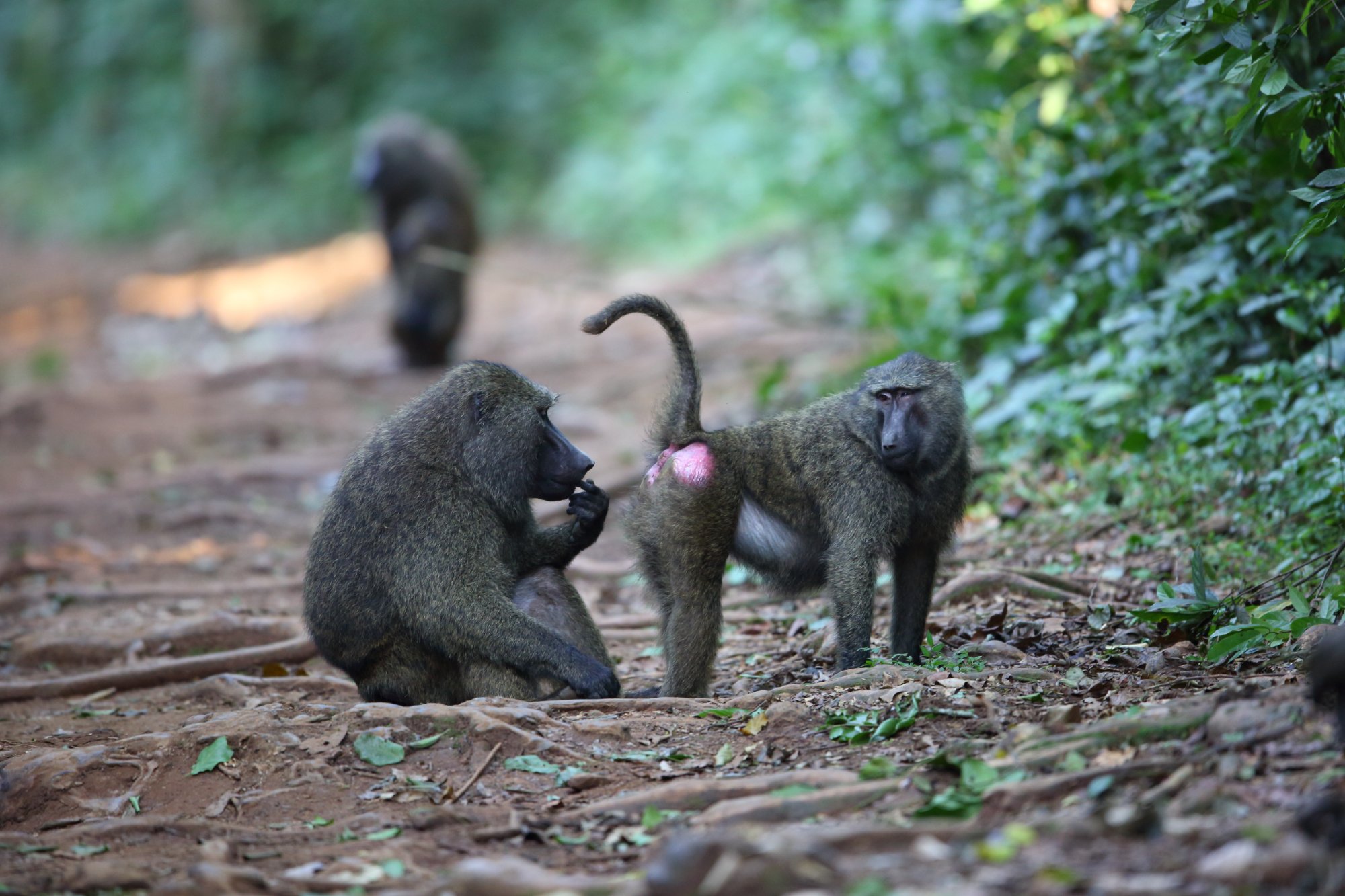 Parc National Murchison Falls - Parc National de la forêt de Kibale