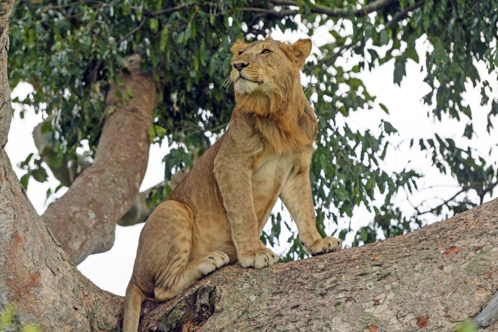 Parc National Queen Elizabeth  Secteur Ishasha