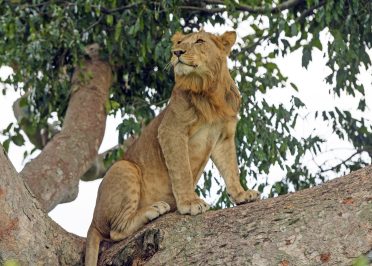 Parc National Queen Elizabeth - Secteur Ishasha