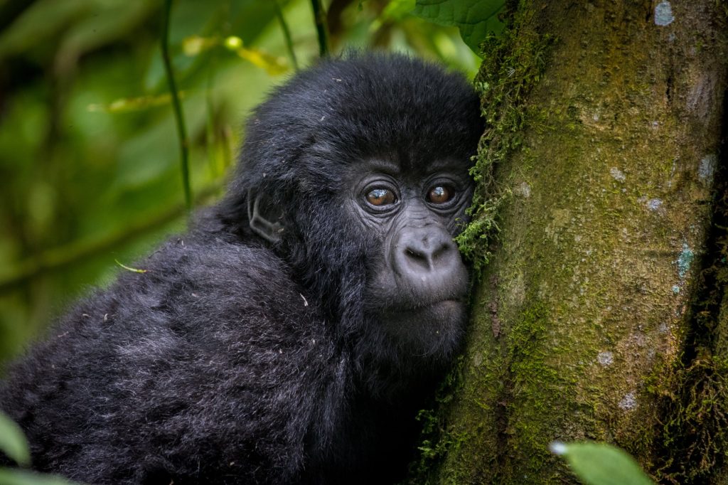 Secteur Ishasha  Parc National de la Forêt Impénétrable de Bwindi