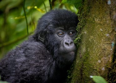 Secteur Ishasha - Parc National de la Forêt Impénétrable de Bwindi
