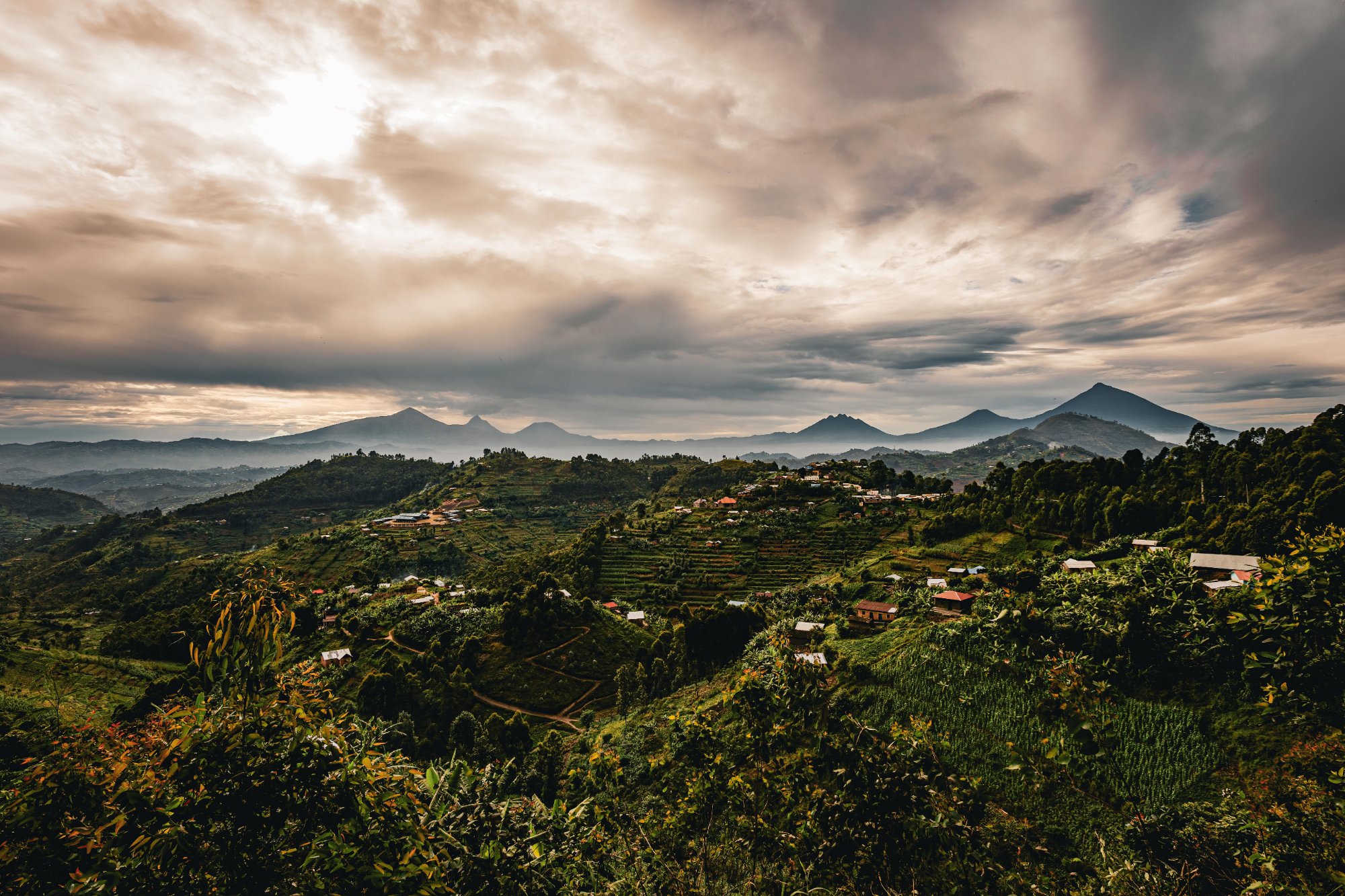 Parc National de la Forêt Impénétrable de Bwindi -  Parc National des Volcans