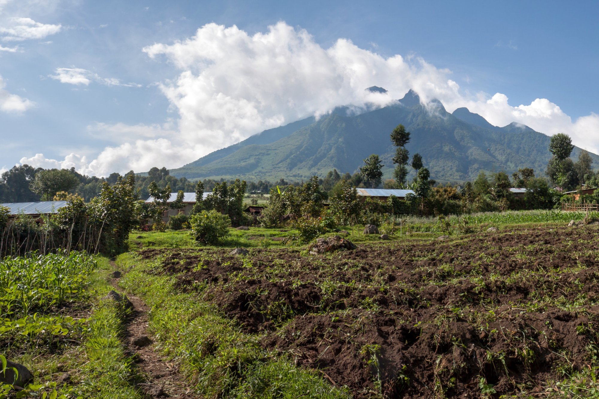 Parc National des Volcans - Rubavu