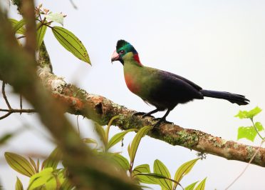 Forêt de Nyungwe