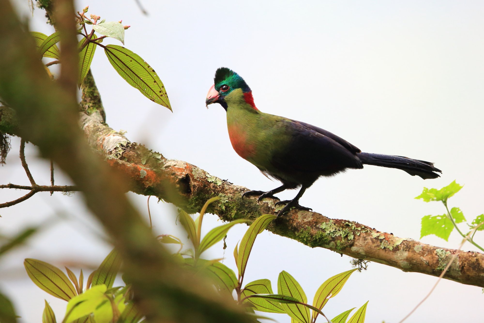 Forêt de Nyungwe