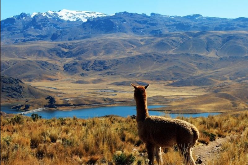 Lima- Montreal