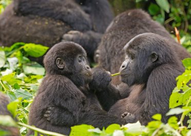 Parc National de la Forêt Impénétrable de Bwindi