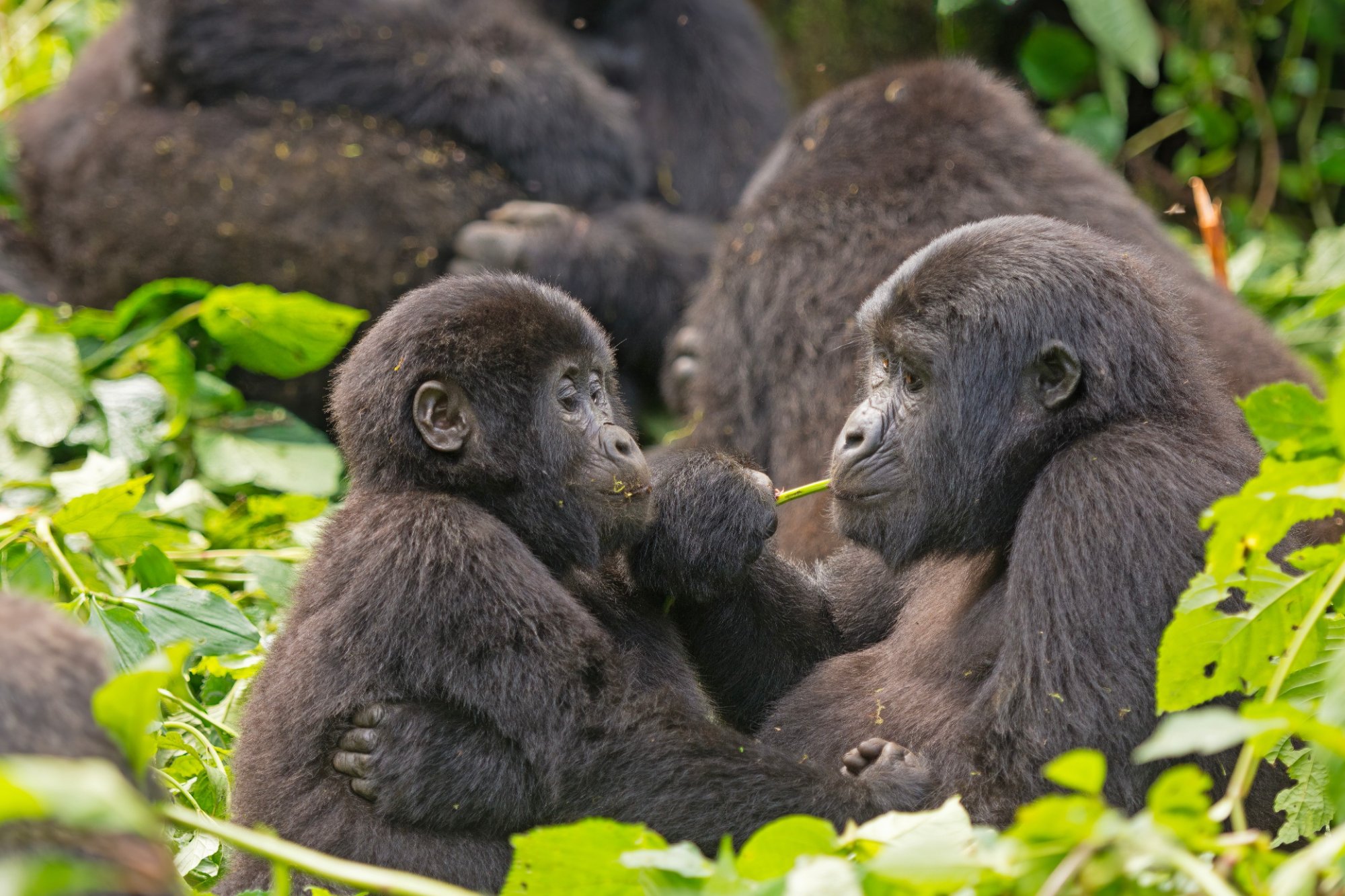 Parc National de la Forêt Impénétrable de Bwindi
