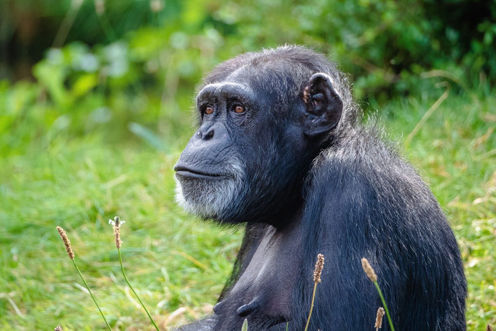 Parc National de la forêt de Kibale