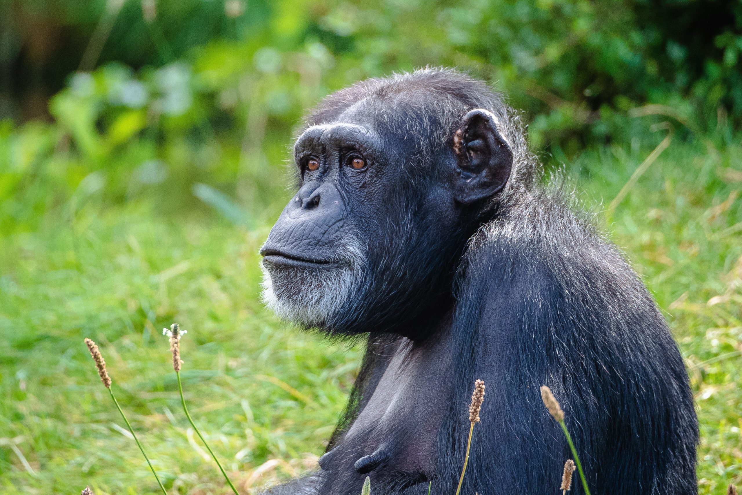 Parc National de la forêt de Kibale