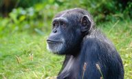 Ouganda et Rwanda