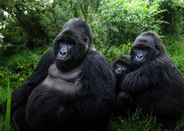 Ouganda et Rwanda