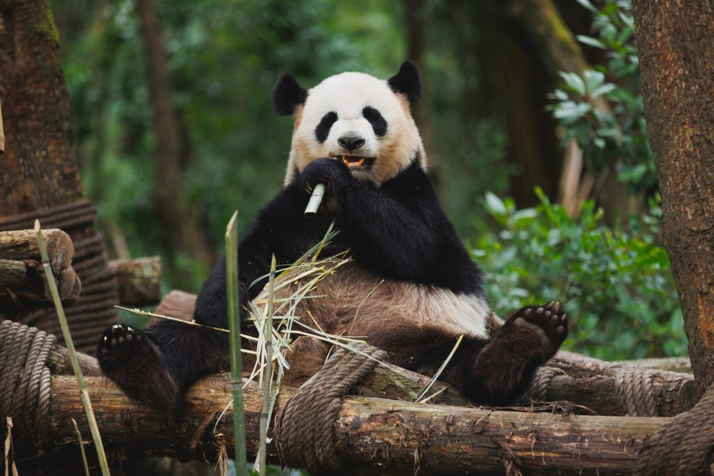 Passion Chine