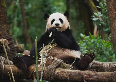 Passion Chine