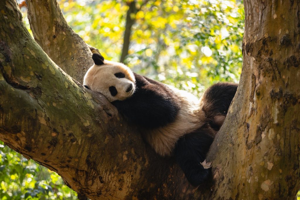 Chengdu
