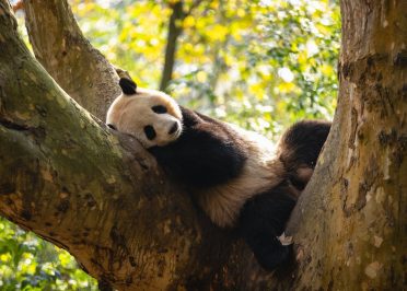Chengdu