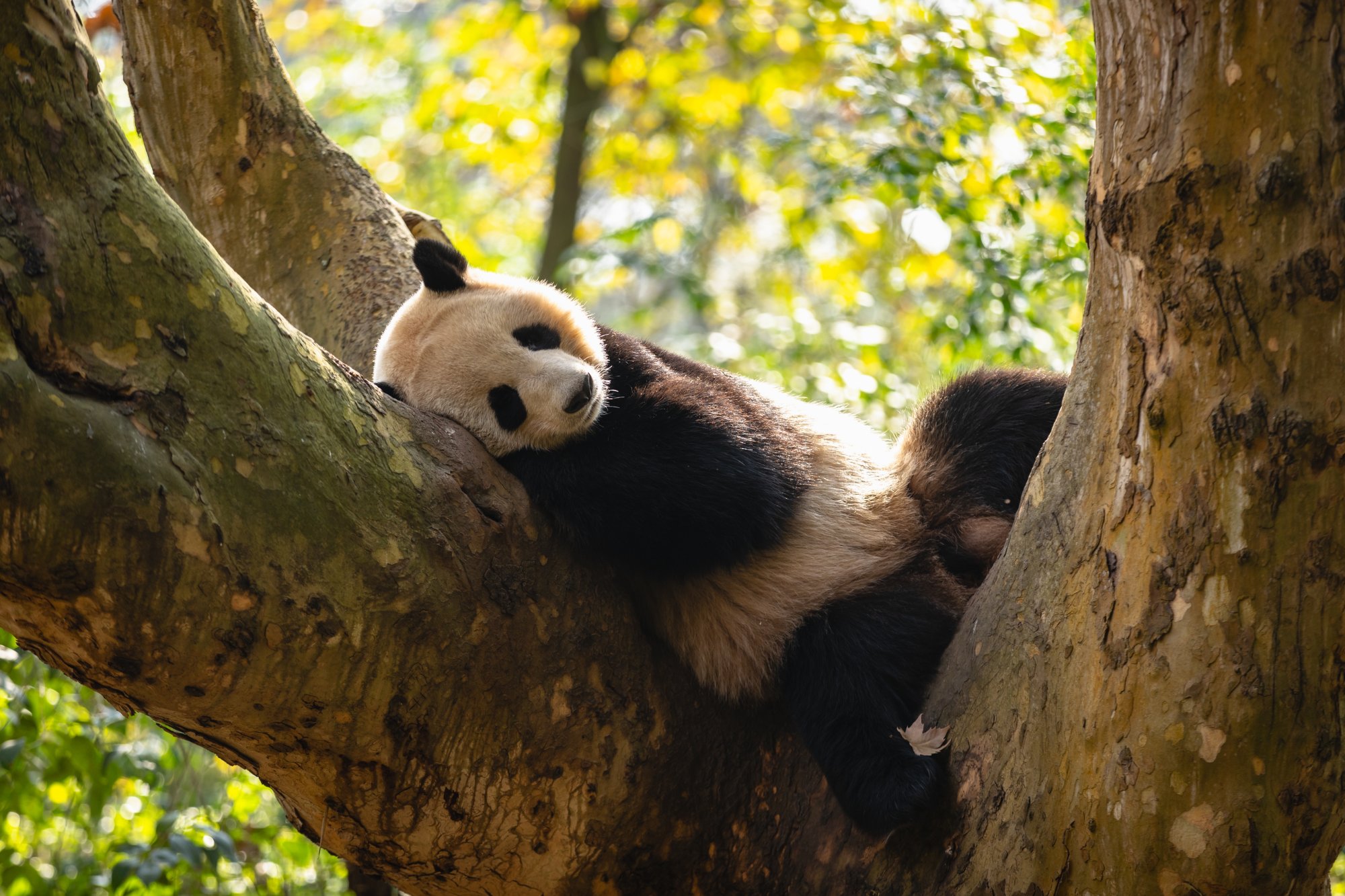 Chengdu