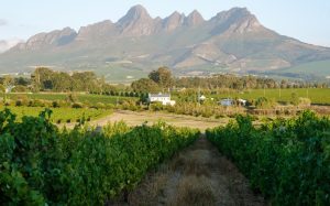 Route des vins sud-africaine : un terroir d’exception méconnu
