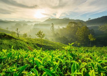 Palakkad - Coonoor - Ooty