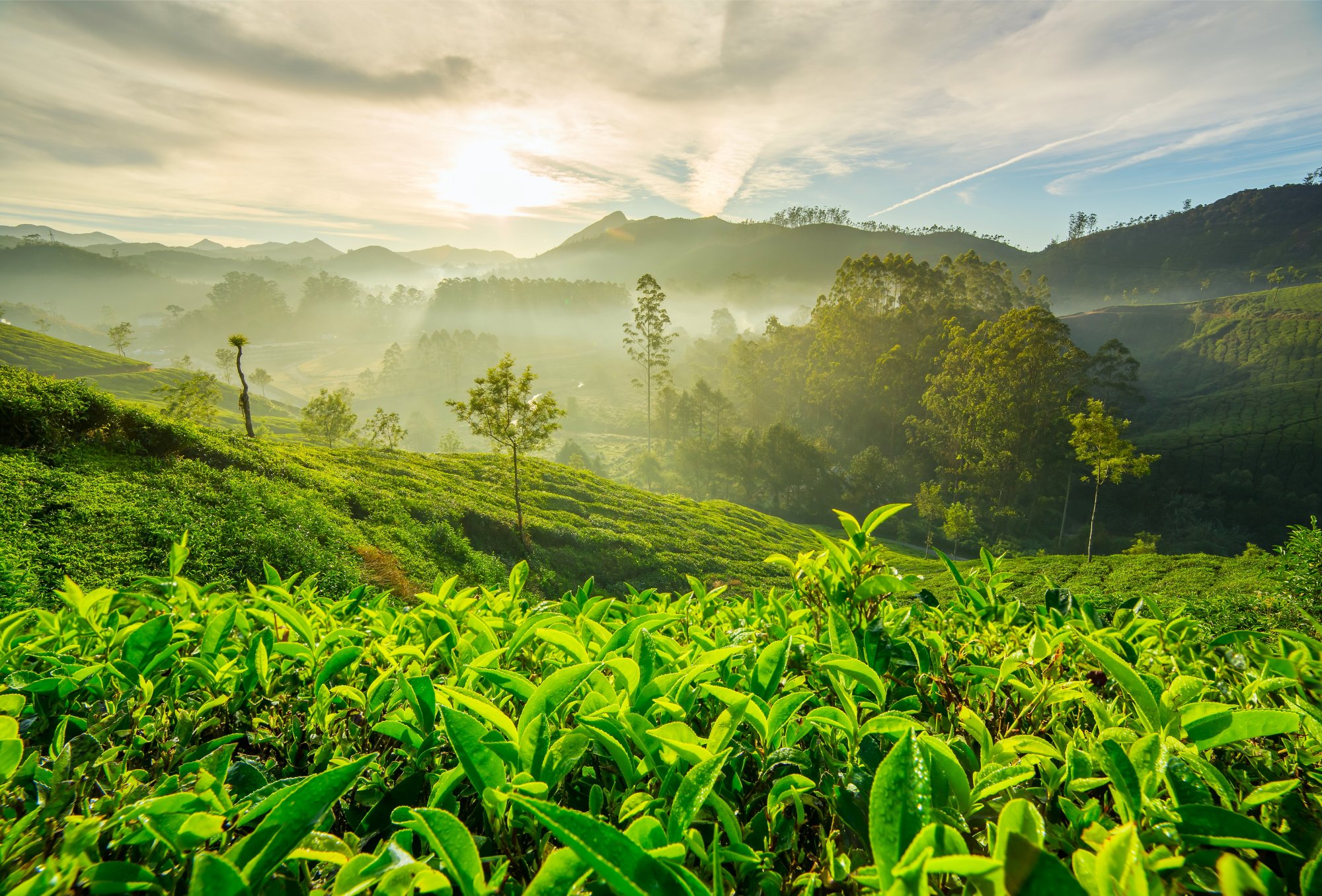 Palakkad - Coonoor - Ooty