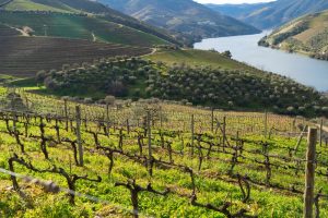 Porto, capitale du vin et de l’âme portugaise : voyage entre azulejos et Douro