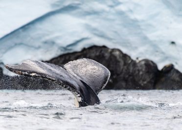 Péninsule Antarctique