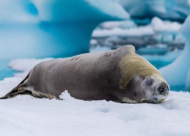 Péninsule Antarctique