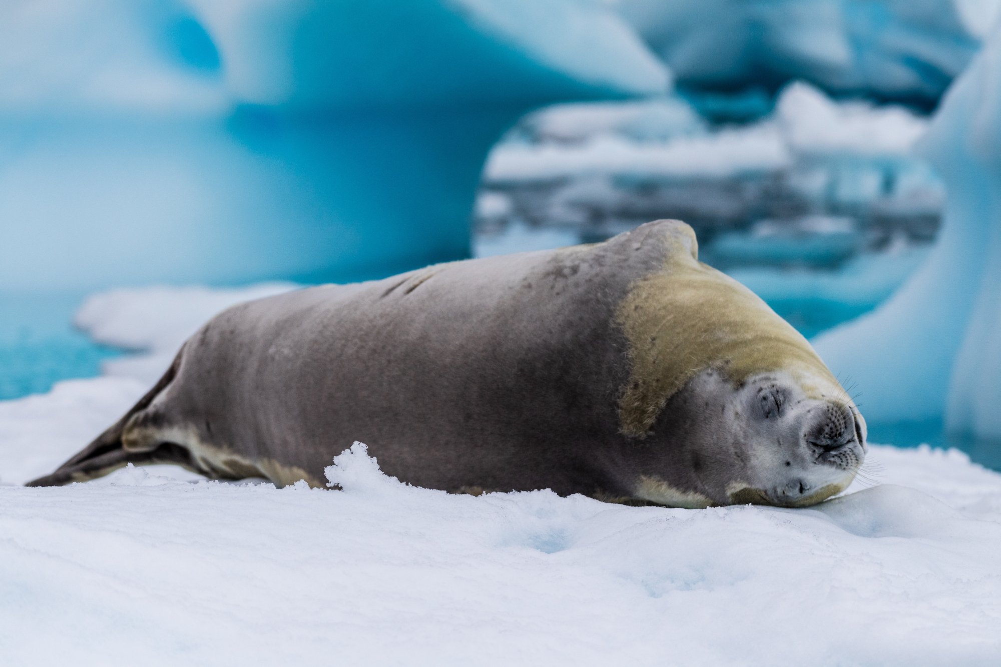 Péninsule Antarctique